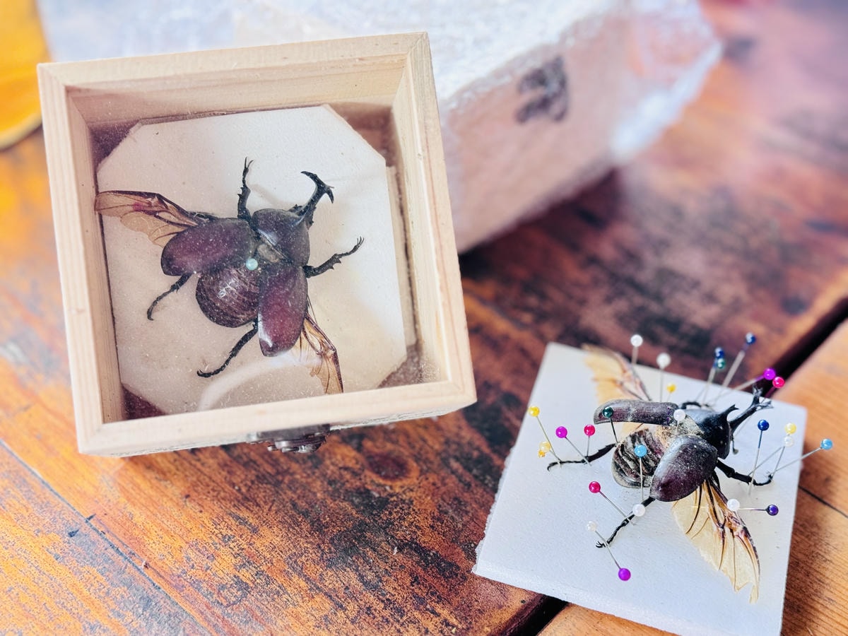 ★嘉義親子露營住宿推薦★『築夢森居』體驗一泊二食野奢露營車，