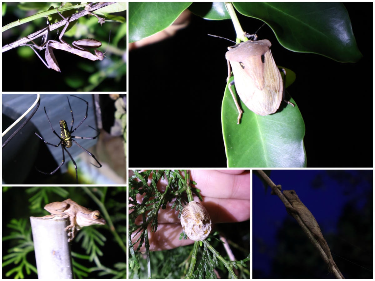 ★嘉義親子露營住宿推薦★『築夢森居』體驗一泊二食野奢露營車，