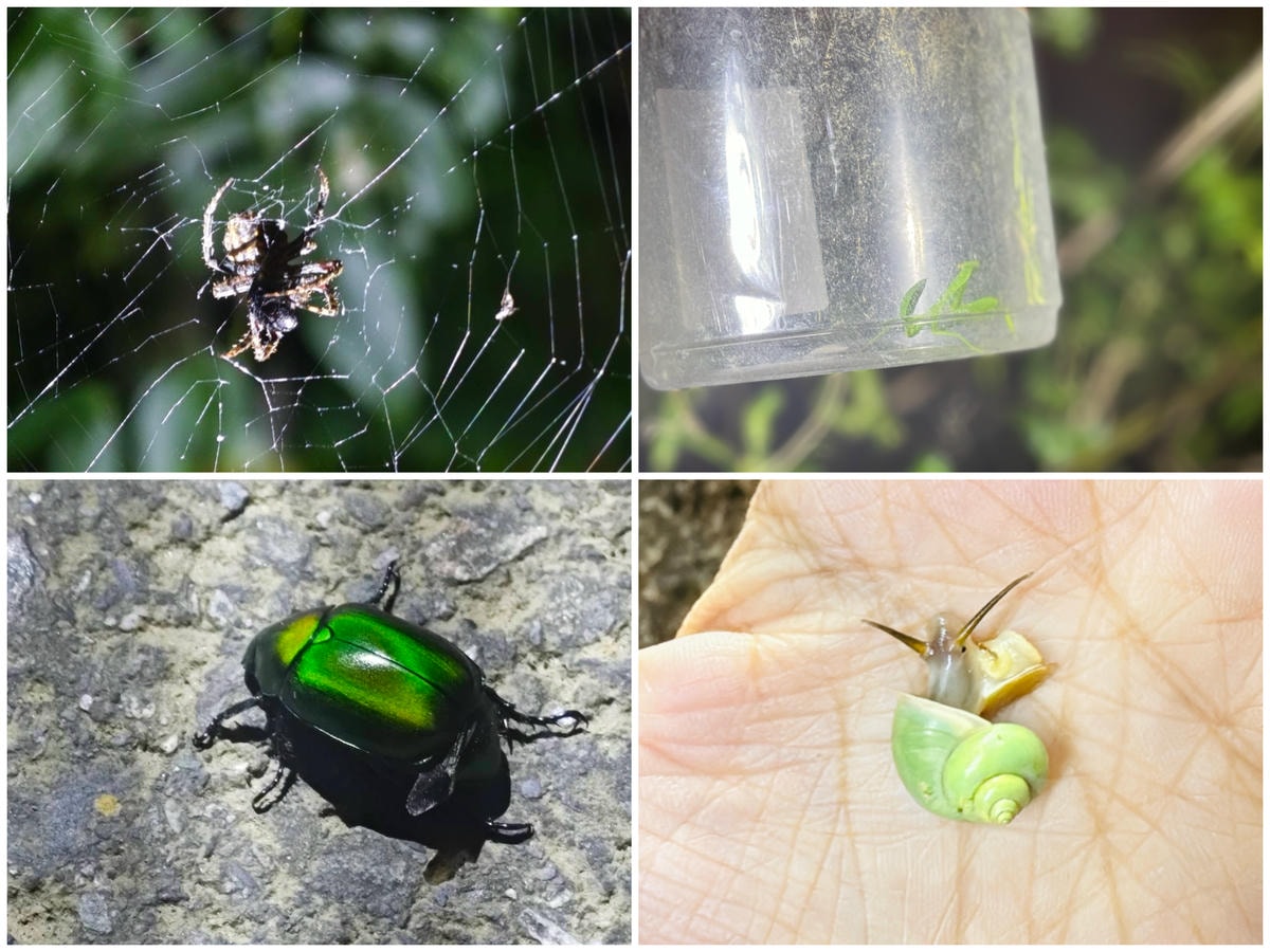 ★嘉義親子露營住宿推薦★『築夢森居』體驗一泊二食野奢露營車，